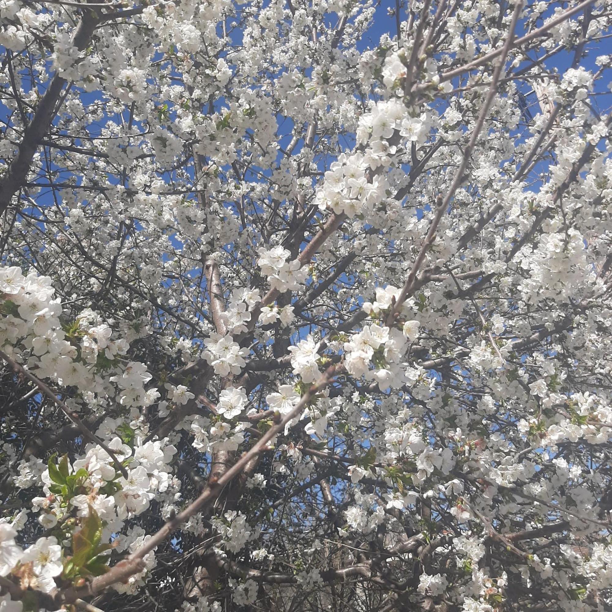 Αρχοντικό Παπανικολάου Villa Ligaria  Dış mekan fotoğraf